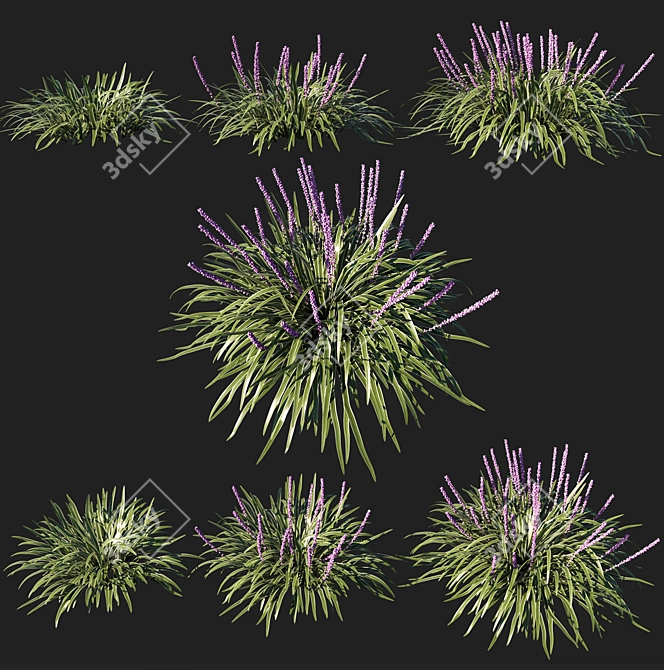 Variegata Liriope Muscari Grass 3D model image 1