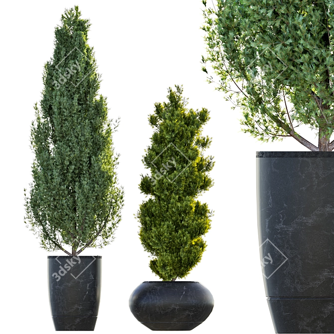 Pristine Pine Duo in Potted Perfection 3D model image 2