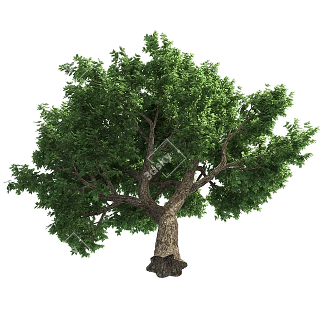 Optimized Amur Cork Tree 3D model image 4