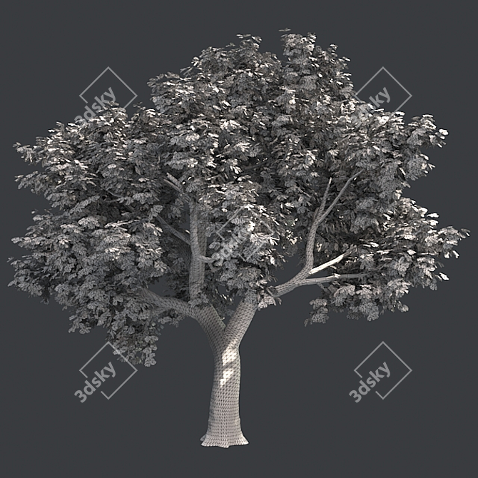 Optimized Amur Cork Tree 3D model image 5