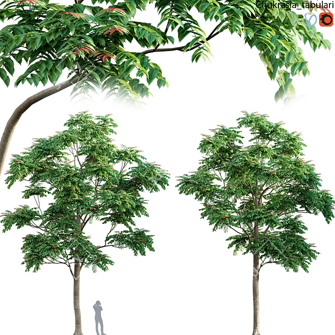Chukrasia Tabularis Wood Set 3D model image 1