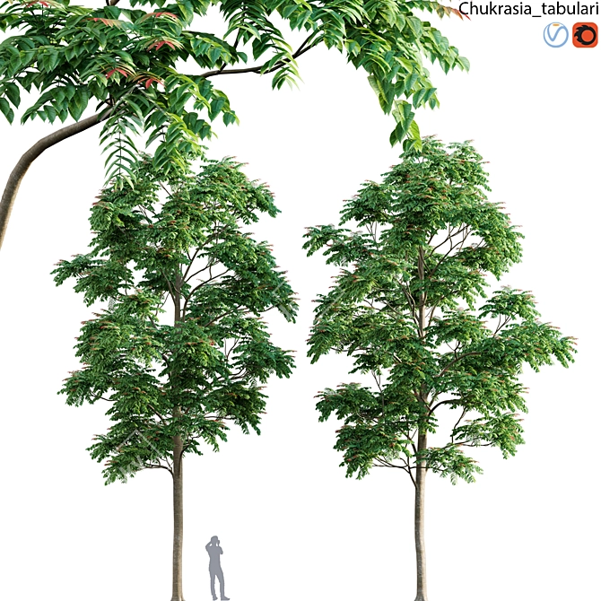 Chickrassy 3D Tree Model Kit 3D model image 1