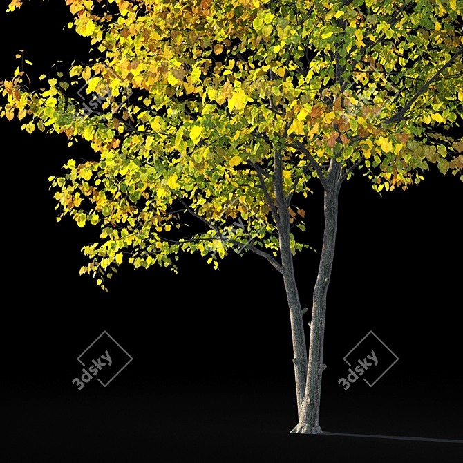 Autumn Bliss: Tilia Europaea & Linden Tree 3D model image 4