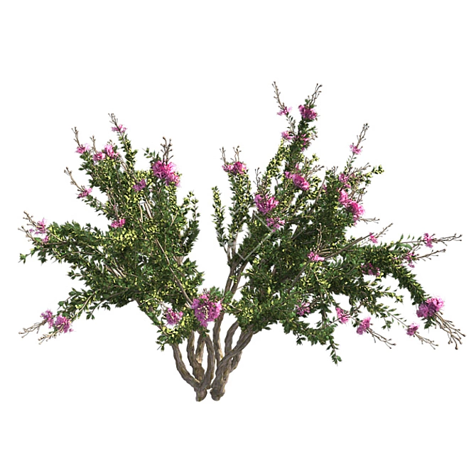 Luscious Crape Myrtle Tree 3D model image 4