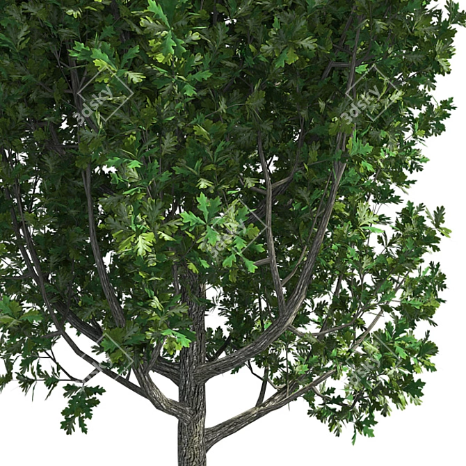 Optimized Quad Cypress Oak 3D model image 4