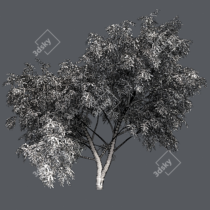 Optimized Honey Mesquite Tree  3D model image 5