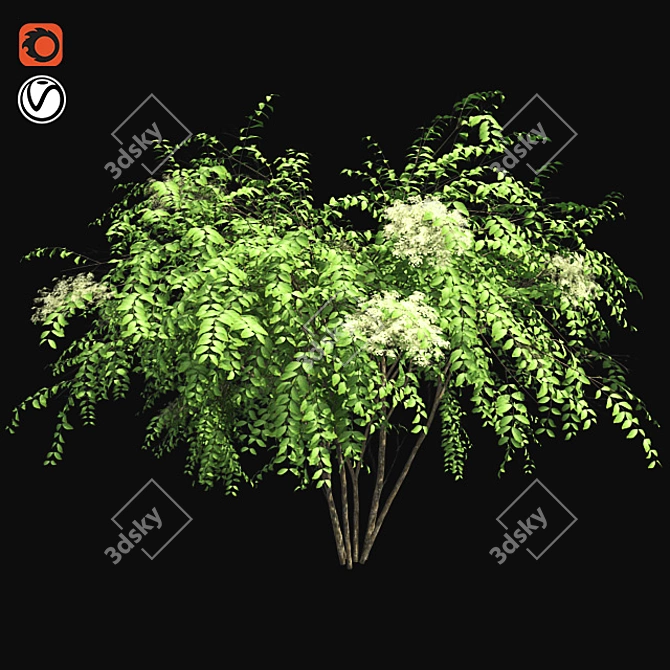 Japanese Angelica Tree: Optimized, Quad-based, High-Quality 3D Model 3D model image 1