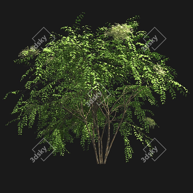 Japanese Angelica Tree: Optimized, Quad-based, High-Quality 3D Model 3D model image 2