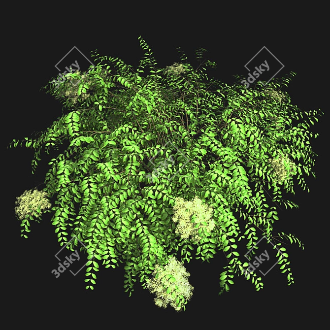 Japanese Angelica Tree: Optimized, Quad-based, High-Quality 3D Model 3D model image 3