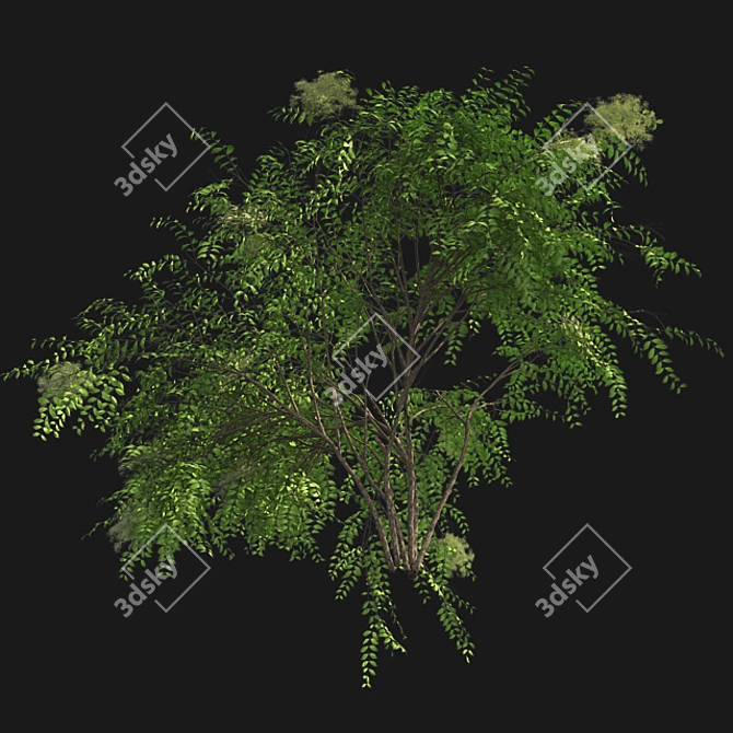 Japanese Angelica Tree: Optimized, Quad-based, High-Quality 3D Model 3D model image 4