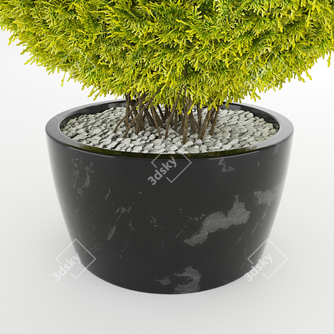 Giant Thuja Folded Torus 3D model image 4