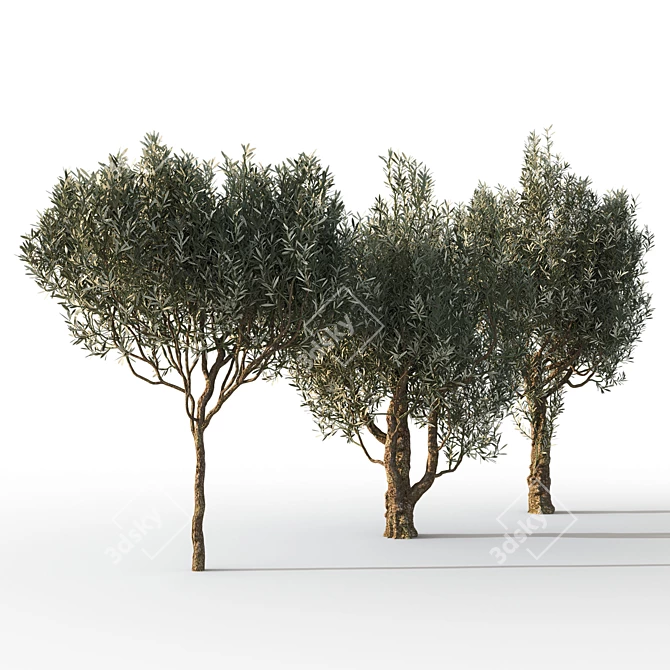 Mediterranean Trio: Three Majestic Olive Trees 3D model image 3