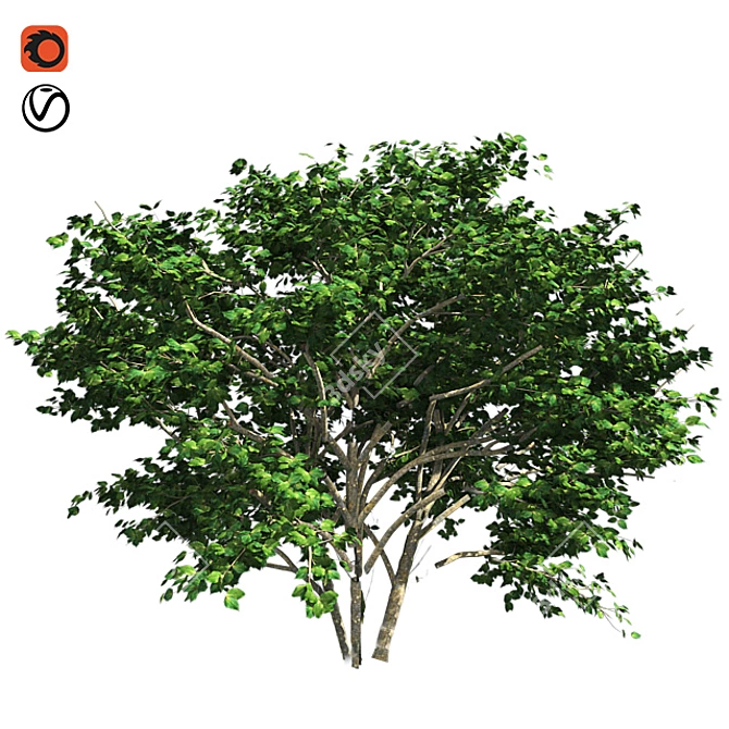 Kousa Dogwood: Perfect Condition, High-Quality 3D model image 3