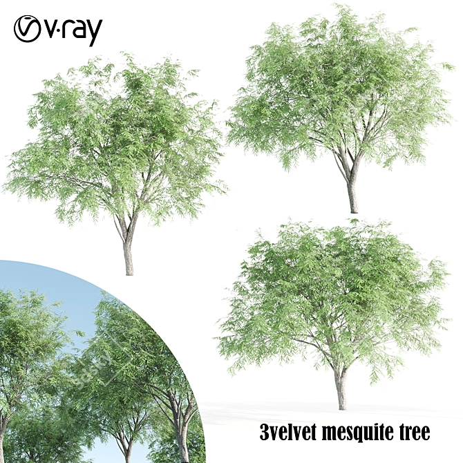 3 Velvet Mesquite Trees: Vibrant & Hardy 3D model image 1