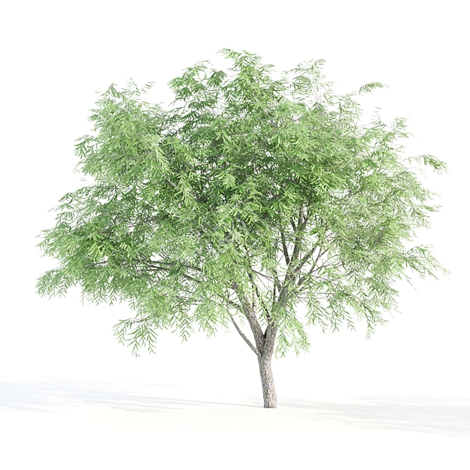 3 Velvet Mesquite Trees: Vibrant & Hardy 3D model image 5