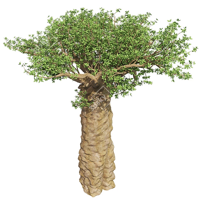 Exquisite Madagascan Baobab Tree 3D model image 2
