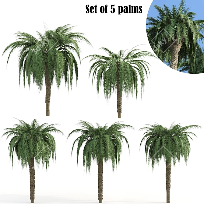  Lush Tropical Palms: Exotic Beauty 3D model image 1