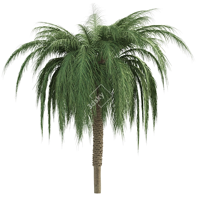  Lush Tropical Palms: Exotic Beauty 3D model image 2