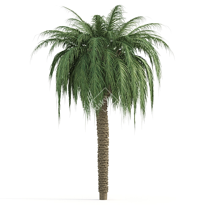  Lush Tropical Palms: Exotic Beauty 3D model image 3