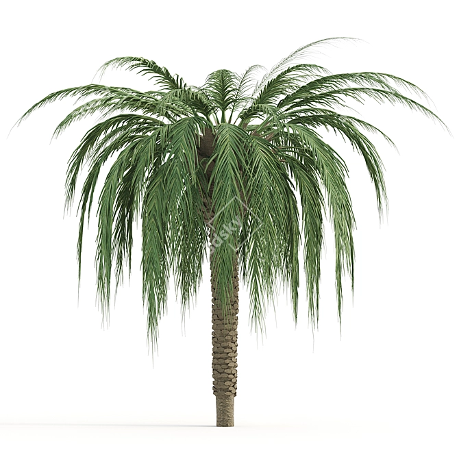  Lush Tropical Palms: Exotic Beauty 3D model image 4