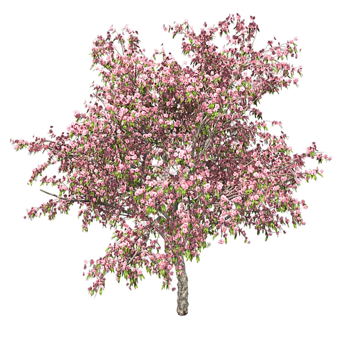 Pristine Blossom: Ultimate Spring Tree 3D model image 2