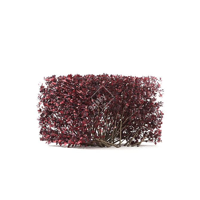 Thunberg Barberry Hedge: Bendable & Versatile 3D model image 2