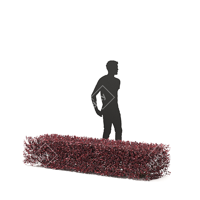 Thunberg Barberry Hedge: Bendable & Versatile 3D model image 5