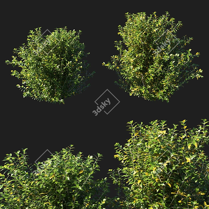 Artificial Myrtle Bush - Lifelike Botanical Decor 3D model image 1