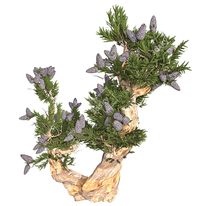 Bristle Pine Tree: Realistic 3D Model 3D model image 2