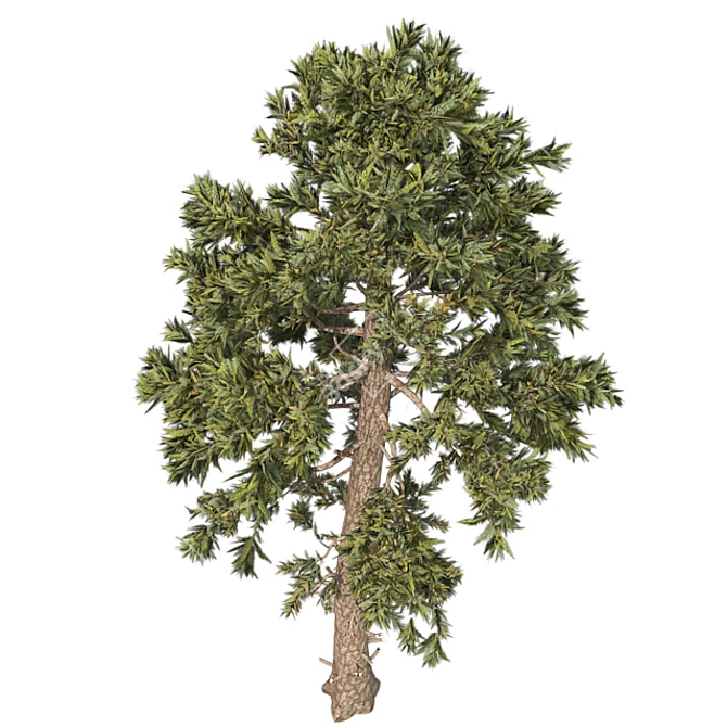 Optimized Douglas Fir Tree 3D model image 3