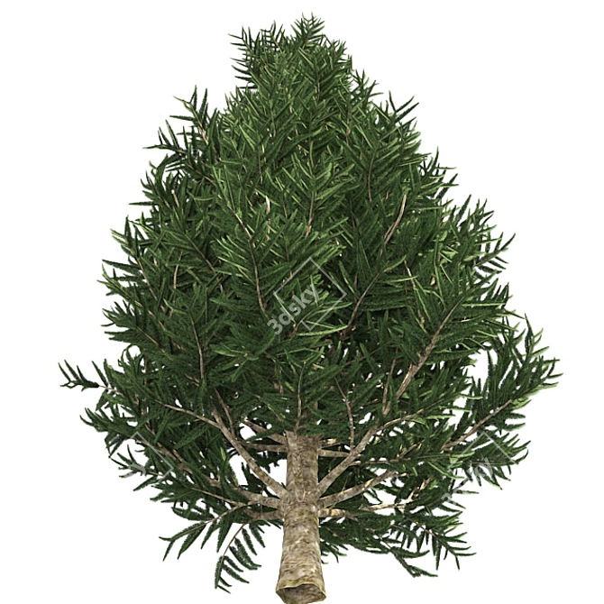 Optimized Fraser Fir Tree: Realistic 4K Textures 3D model image 2