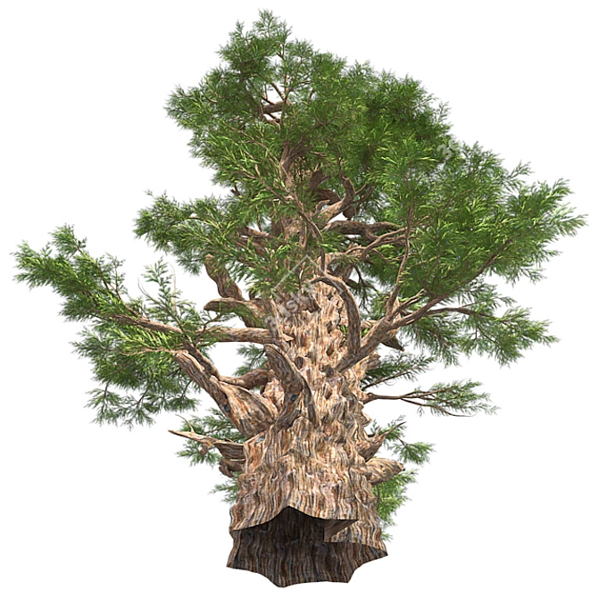Optimized Western Juniper 99% Quad Tree 3D model image 2