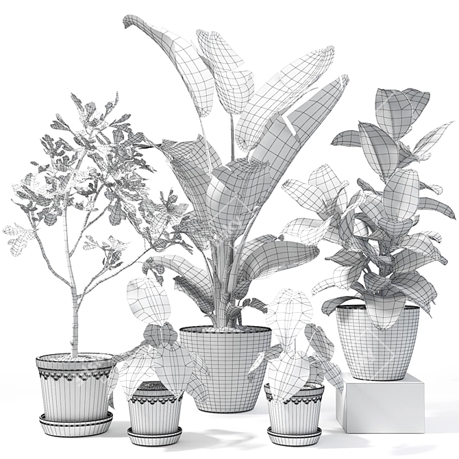 Tropical Plant Collection: Figs, Japanese Banana, Rubber Tree & Anthurium 3D model image 4