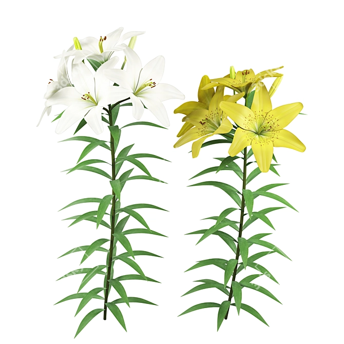 Outdoor Lily Garden Blossoms 3D model image 1