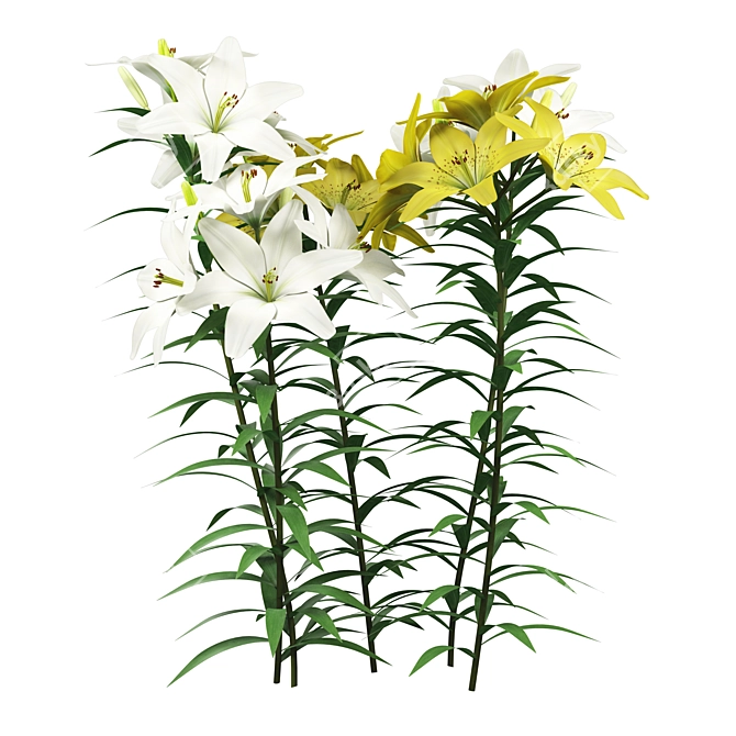Outdoor Lily Garden Blossoms 3D model image 2