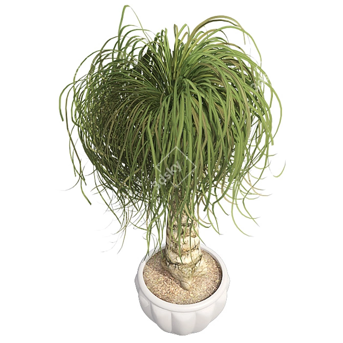 Succulent Beauty: Ponytail Palm 3D model image 2