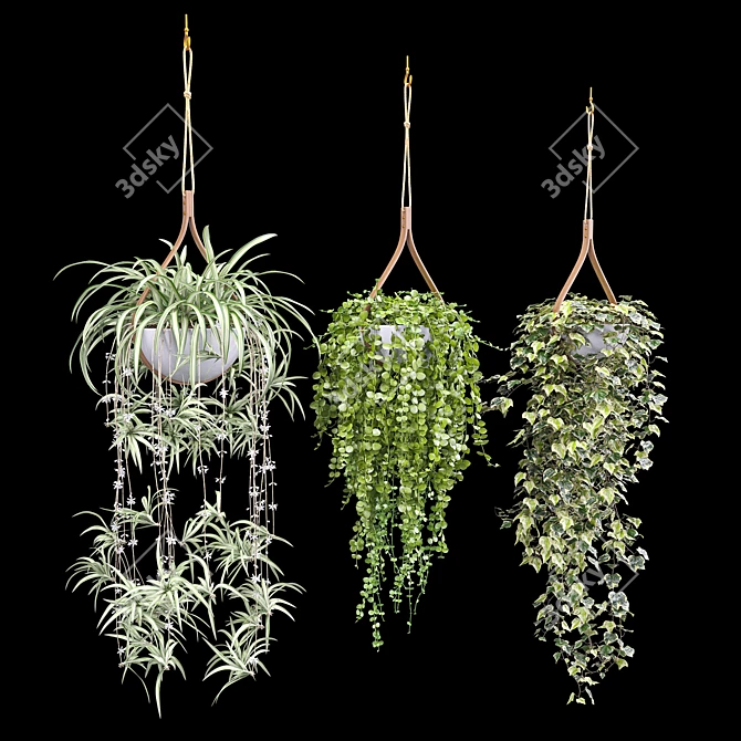 Hanging Plant Trio: Dyshidia, Chlorophytum, Heder 3D model image 1