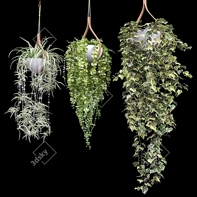 Hanging Plant Trio: Dyshidia, Chlorophytum, Heder 3D model image 2