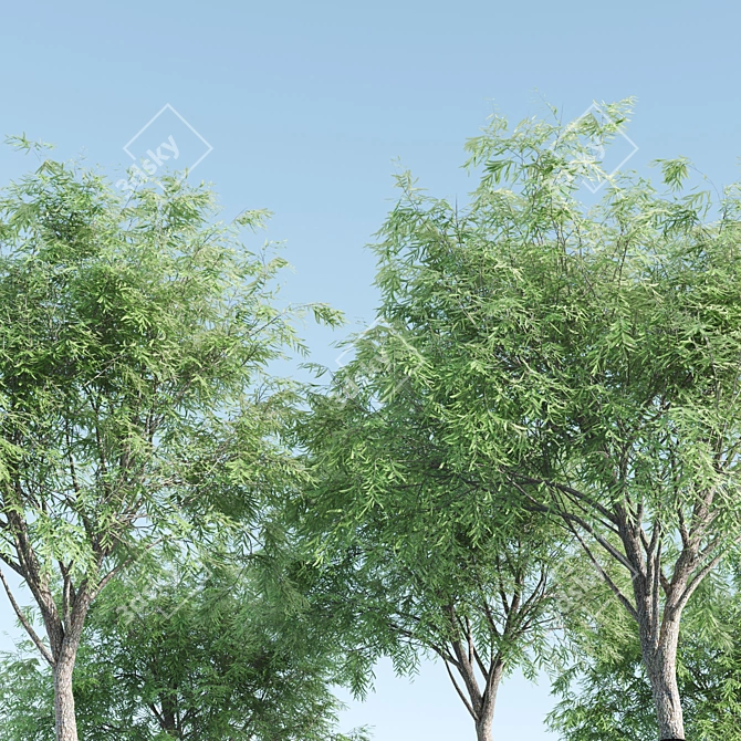 Velvet Mesquite Tree: 4.5-5.5m Height 3D model image 2