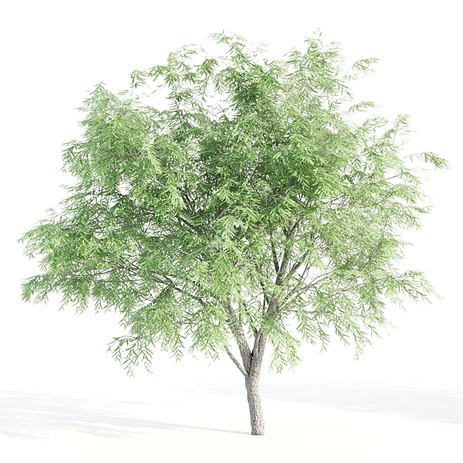 Velvet Mesquite Tree: 4.5-5.5m Height 3D model image 4