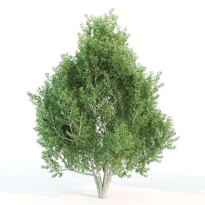 Towering Laurus: 12m & 12.6m Heights 3D model image 2