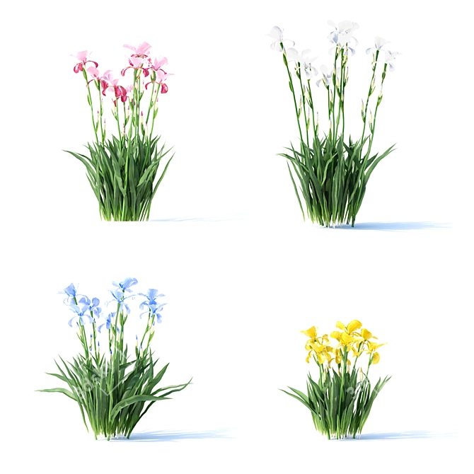 Vibrant Bearded Iris Collection 3D model image 9