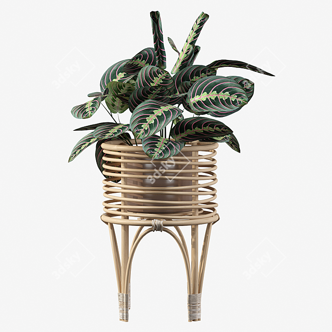 Elegant Rattan Maranta Stand 3D model image 5