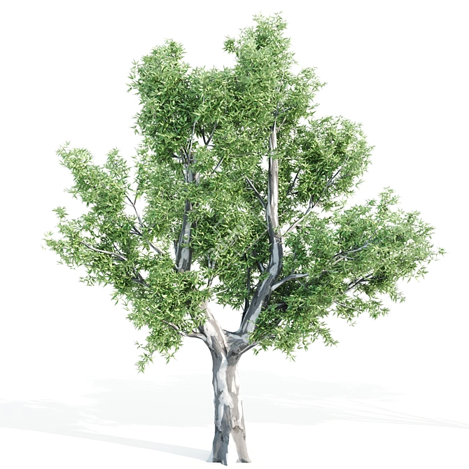 Tall Tree Set: 9m-14m 3D model image 3