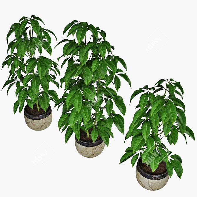 Trio Pachira - Luxurious Indoor Plants 3D model image 3