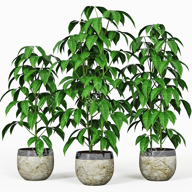 Trio Pachira - Luxurious Indoor Plants 3D model image 6