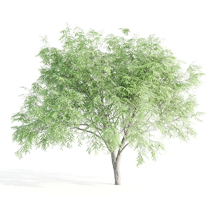 4 Tree Set: Ash, Mesquite, Poplar, Pine 3D model image 3