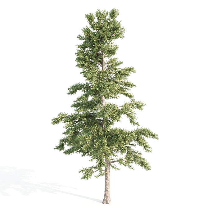 4 Tree Set: Ash, Mesquite, Poplar, Pine 3D model image 7