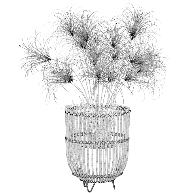 Elegant Cyperus Nofretete 03 for Stunning Green Spaces 3D model image 4