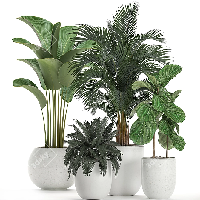 Tropical Plant Collection: Exotic Ficus & Palm 3D model image 1